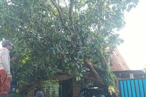 Angin Kencang Landa Semarang, Puluhan Pohon Tumbang Ditangani Tim Gabungan